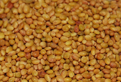 Berseem / White Clover