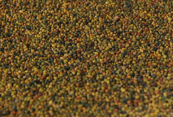 Perennial Ryegrass Seed