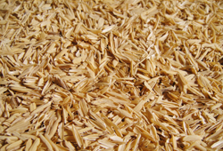 Silage Maize Seed