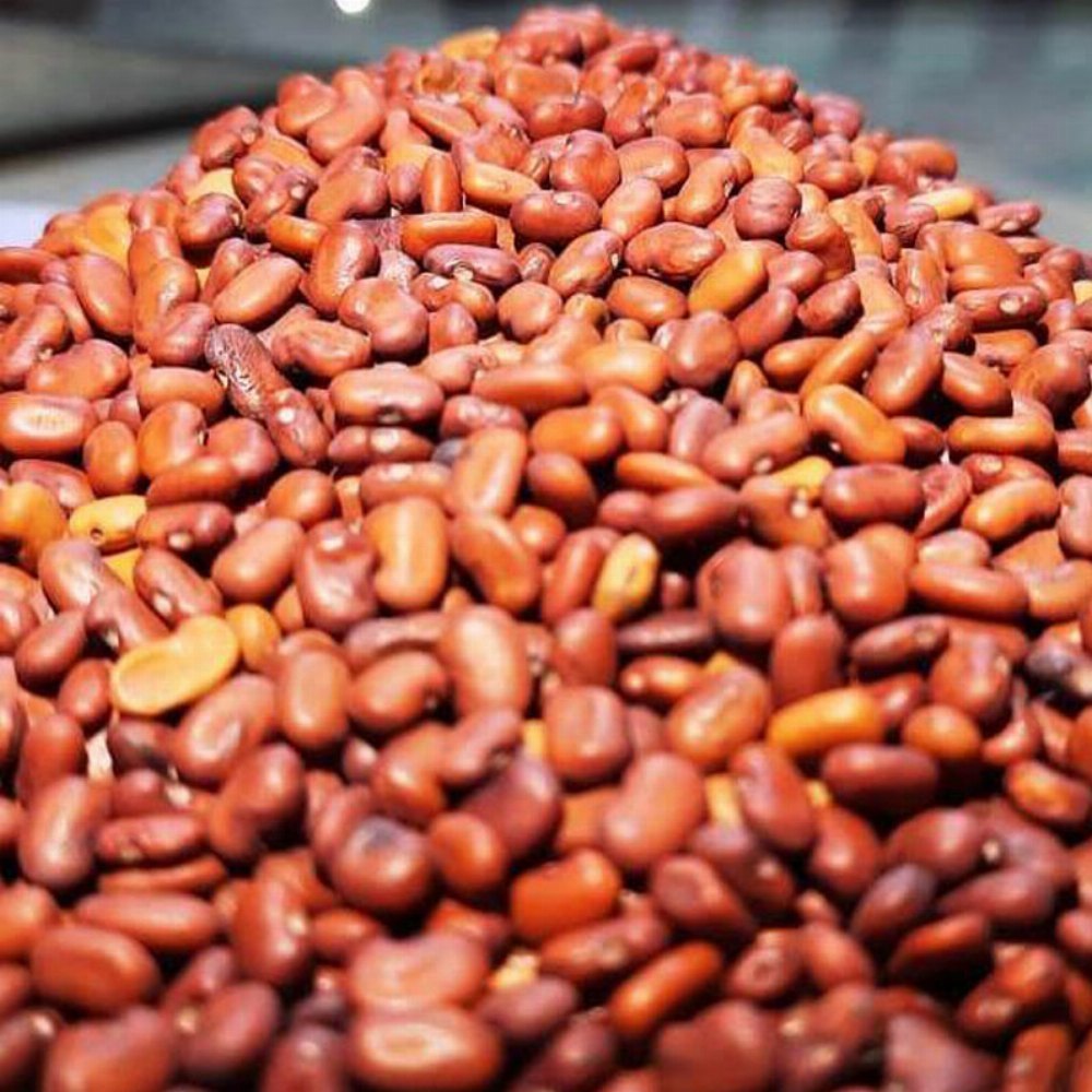 Forage Sorghum (Jowar)